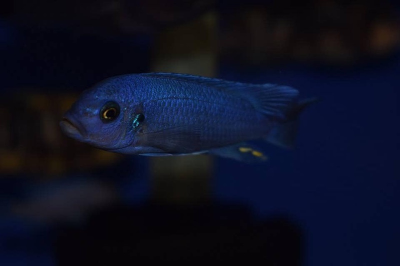 Maylandia callainos 'Mkondiwa Reef'